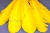 Декоративный Пучок из перьев, перо 23см/желтый - купить в Твери. Цена: 12.19 руб.