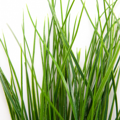 Трава искусственная -4, шт  (осока 50 см/8 см  7 листов)				 - купить в Твери. Цена: 130.73 руб.